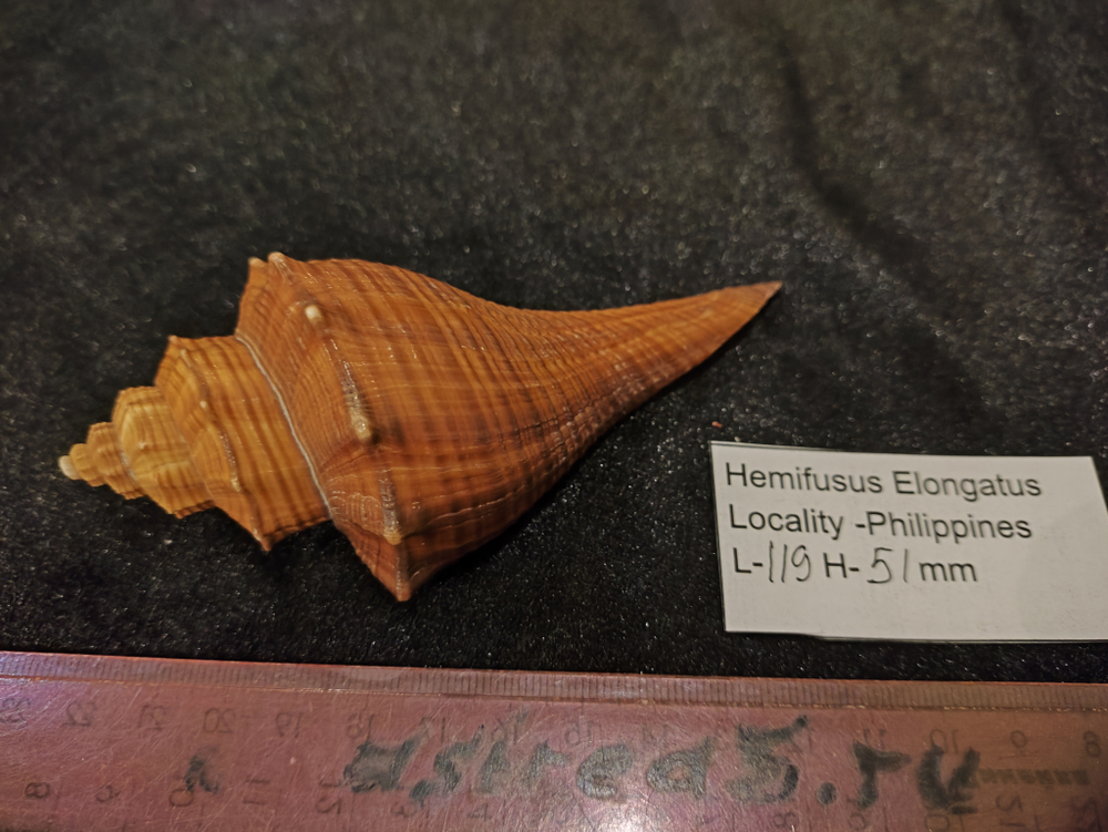 Хемифусус Элонгатуc