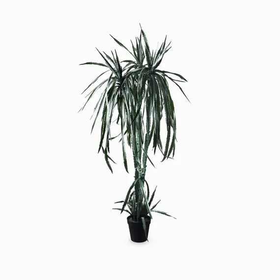 Гилоцереус высота 220