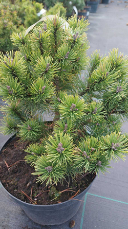 Сосна pinus mugo Ophir