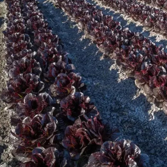 ТУРИНУС семена салата ромэн (Rijk Zwaan / ALEXAGRO) – фото 15