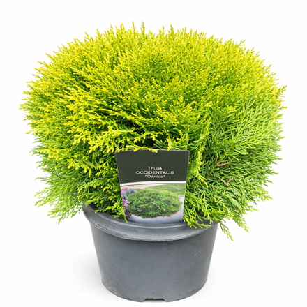 Туя западная "Danica"