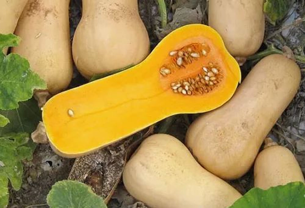 Тыква Хавана F1 (Enza Zaden / Энза Заден) 5 шт.