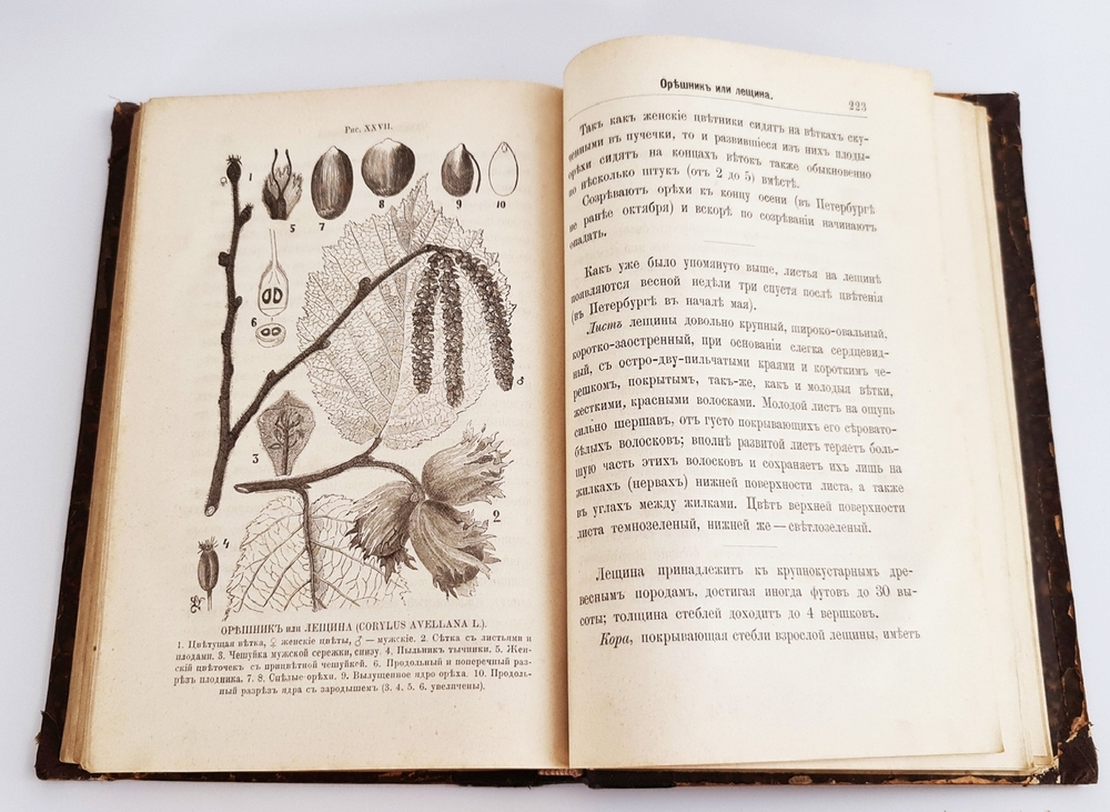 "Беседы о русском лесе". Д.Н.Кайгородов. 1885г.