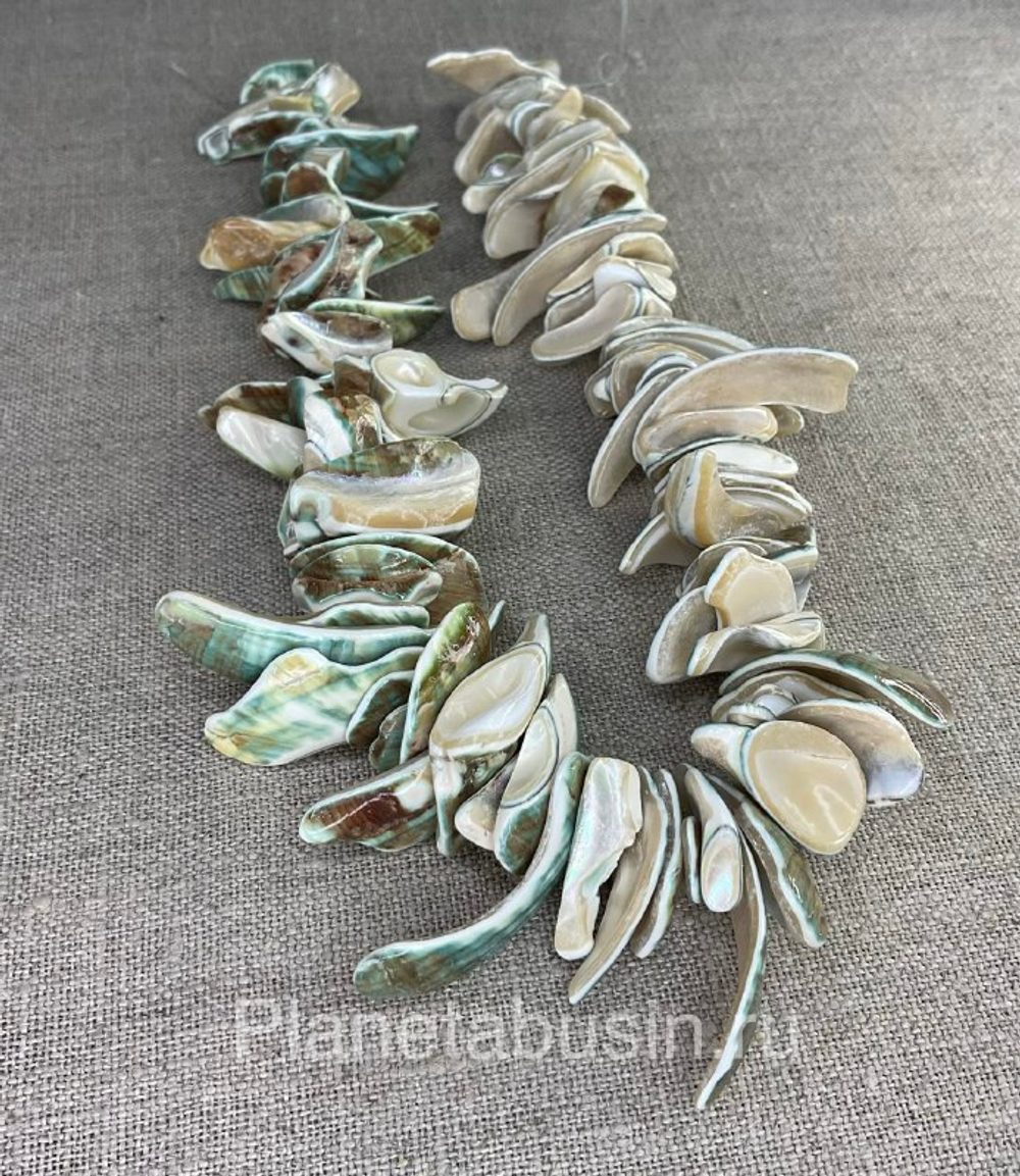 Перламутр (ракушка) 1695