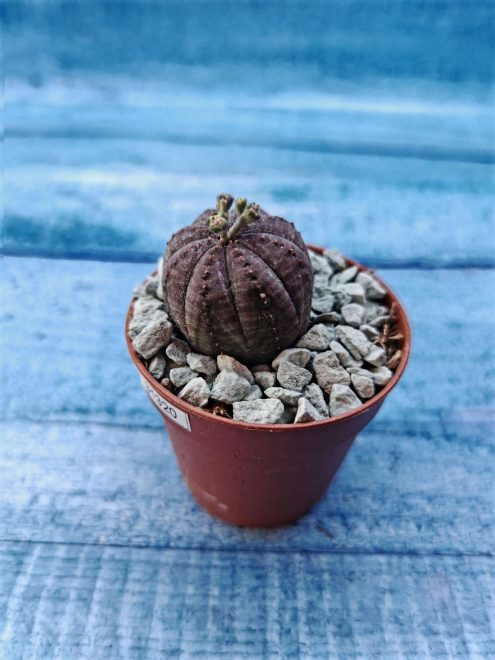 Euphoria Obesa (Эуфорбия)