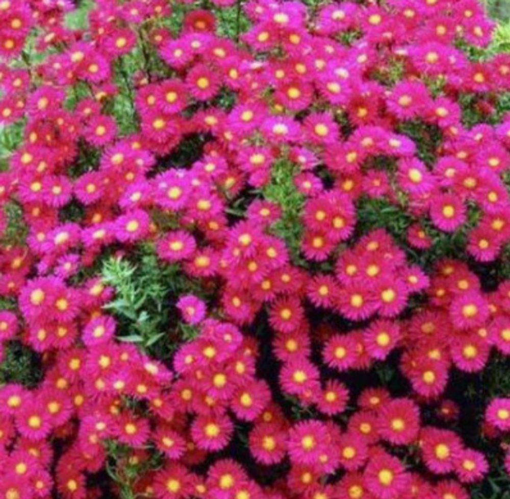 Астра ново-бельгийская Ред в контейнере 0,5 май