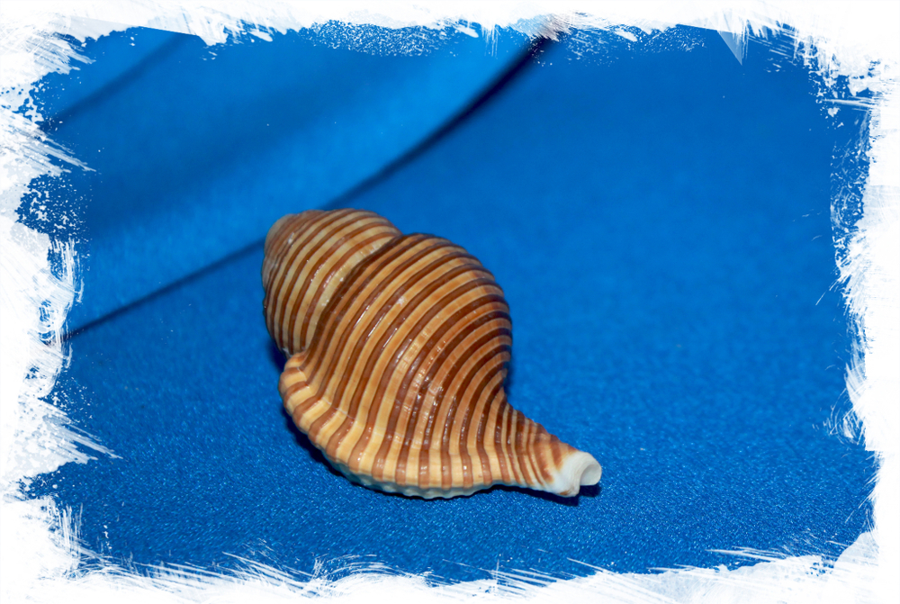 Циматиум суцинкта (Cymatium succincta)