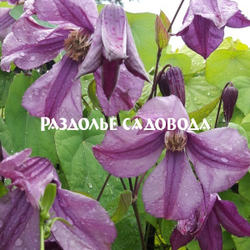 Клематис интегрифолия Память сердца
