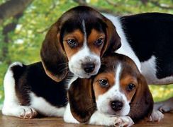 Puzzle 500 CLOSE TOGETHER HQC