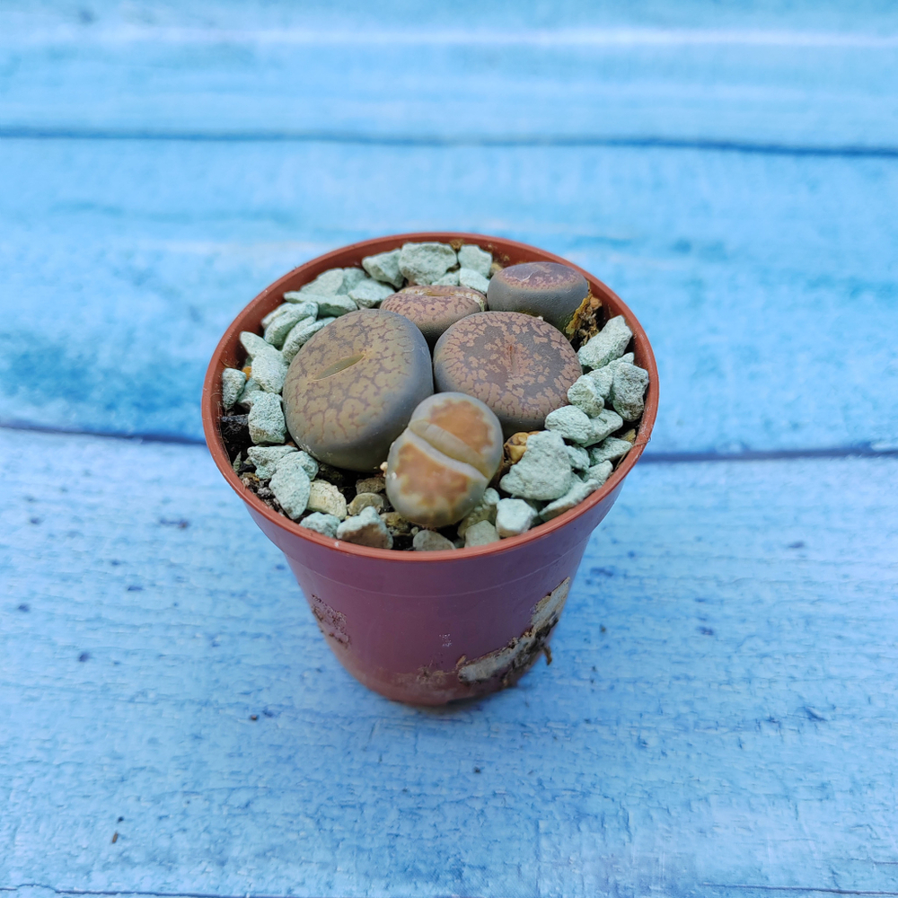 Lithops sp. (Литопсы)
