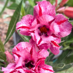 Адениум обесум FAREN