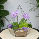 Готовый флорариум с сиреневой орхидеей Алмаз