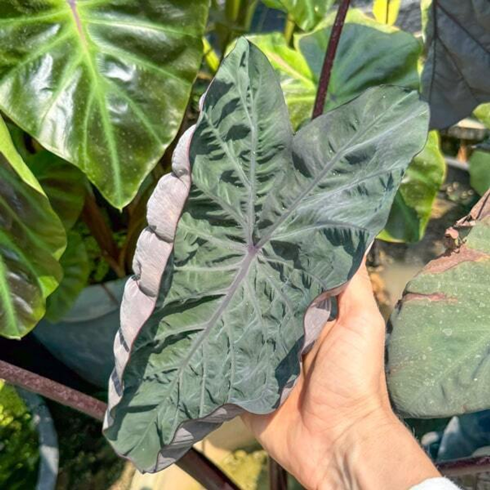 Колоказия PHANTOM