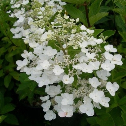 «Киушу» (Kyushu) Метельчатая Гортензия Р9