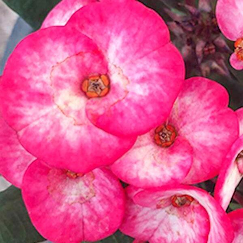 Эуфорбия Миля SHOCKING PINK