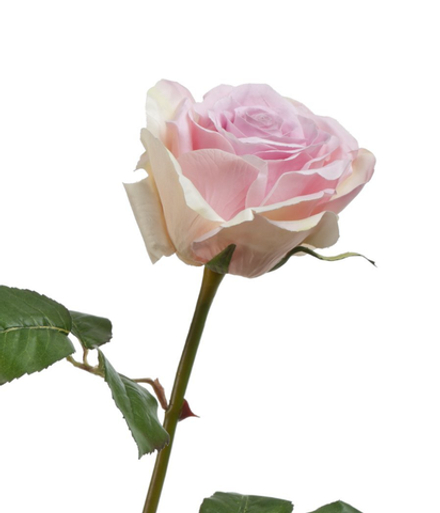 Роза Верди нежно-сиренево-розовая с кремовым, в-58 см