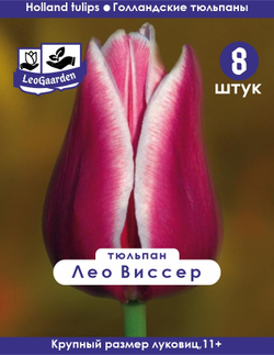 Тюльпан Луковица, Лео Виссер 8 шт, разбор 11+