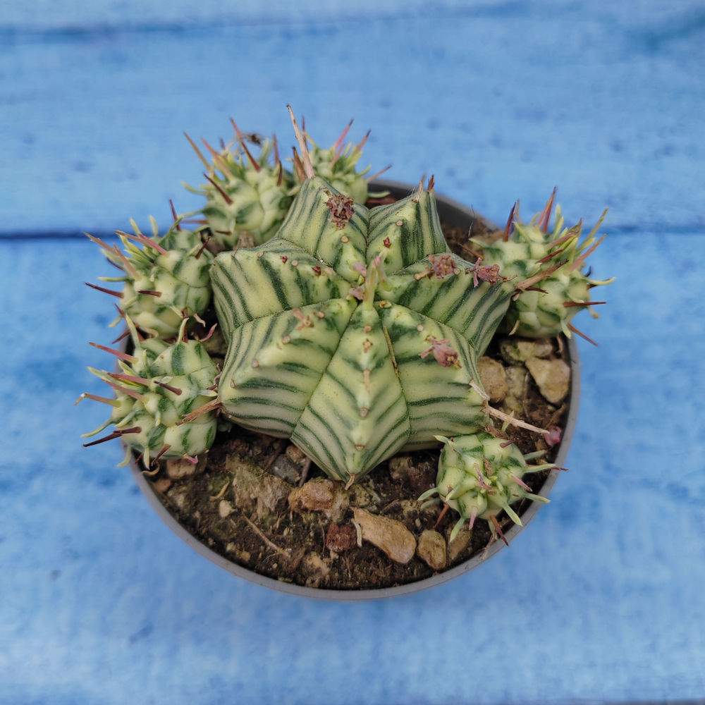 Euphorbia meloformis f. Variegated (Эуфорбия вариегатная)