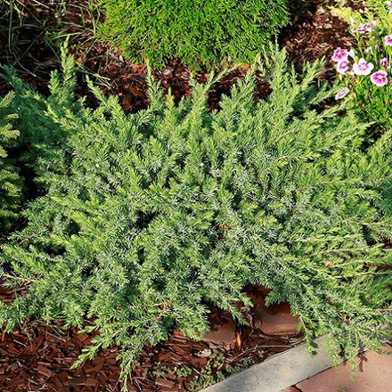 Можжевельник прибрежный Шлягер