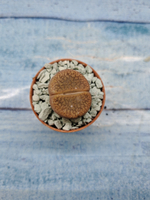 Lithops sp. (Литопсы)