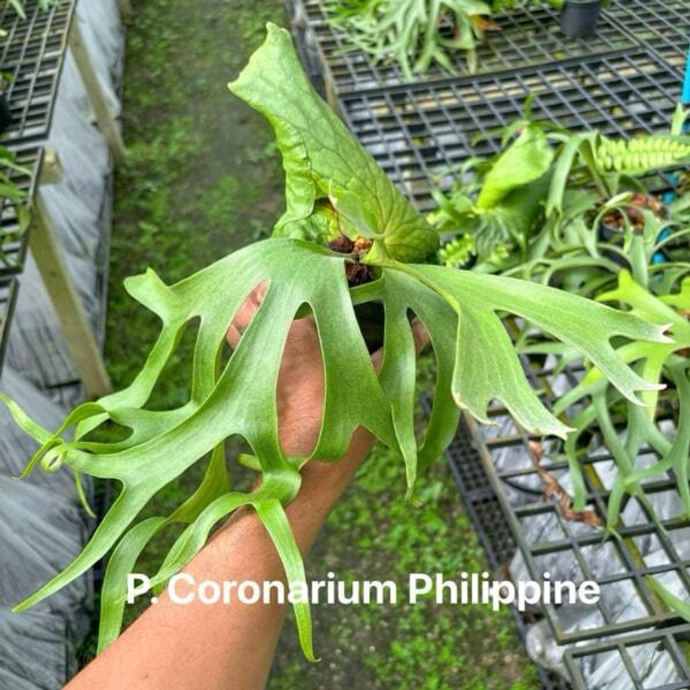 Платицериум P.CORONARIUM PHILIPPINE
