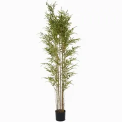 Бамбук высота 210 см, кустистый