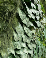 Калатея листья 12 шт