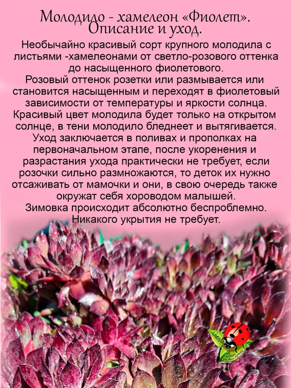 Молодило хамелеон Фиолет