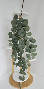 Эвкалипт ампельный / Арт 4422