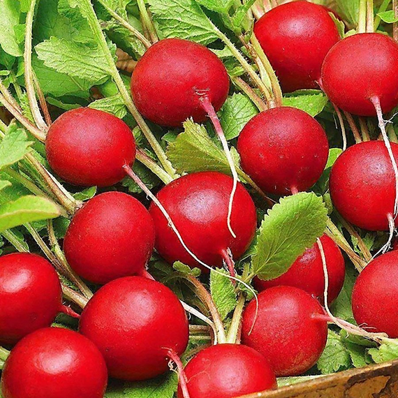 Селеста F1 семена редиса (Enza Zaden / Энза Заден) – фото 9