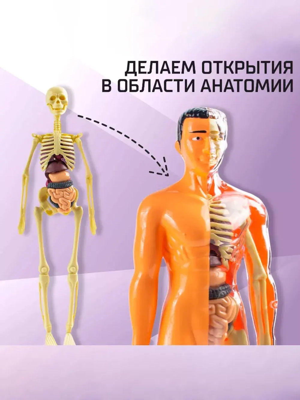 Набор для опытов Строение анатомия человека для детей