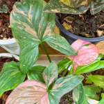 Сингониум PINK SPLASH FAT LEAVES