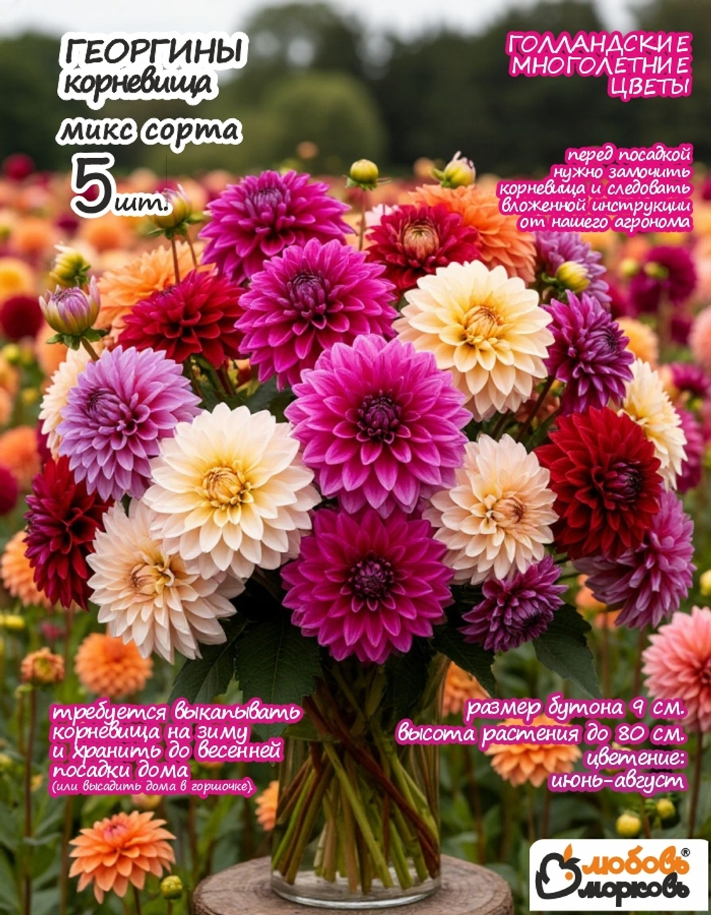 Георгина Корневище, Микс сортов, 5шт