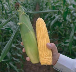 Киара F1 семена кукурузы (Clause / Клос)