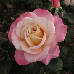 Космополитен (Cosmopolitan)