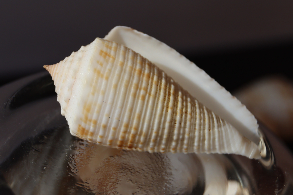 Ракушка конус ролани (Conus rolani)