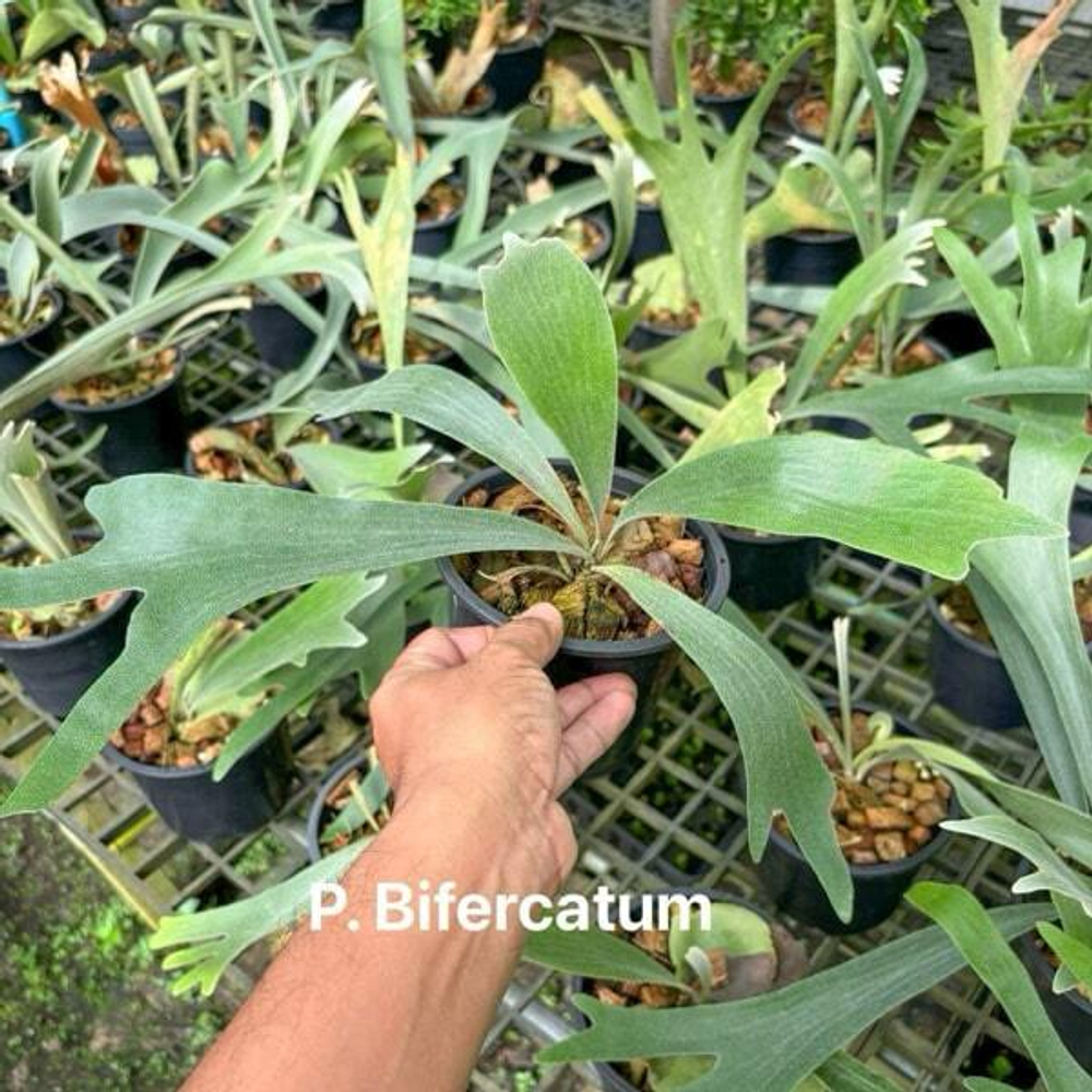 Платицериум P.BIFURCATUM