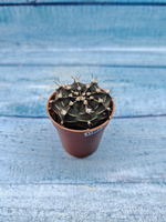 Gymnocalycium Friedrichii (Гимнокалициум)