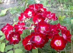 Патрик Пуавр Д*Арво (Patrick Poivre D'arvor)