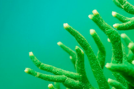 Что такое спикулы и зачем они нужны в сыворотке для волос?