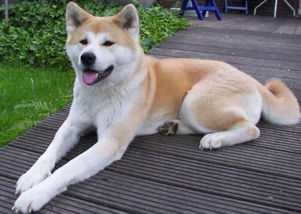 Акита-ину Акита-ину