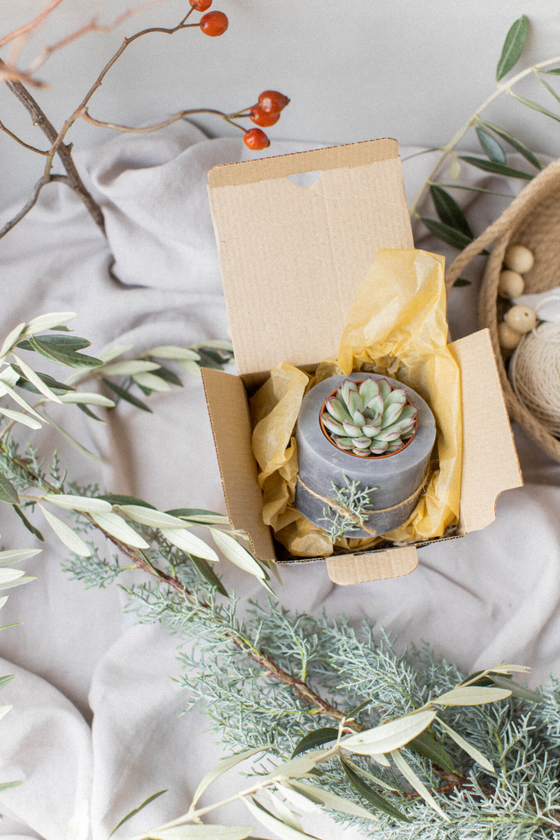Новогодний набор с суккулентом № 7