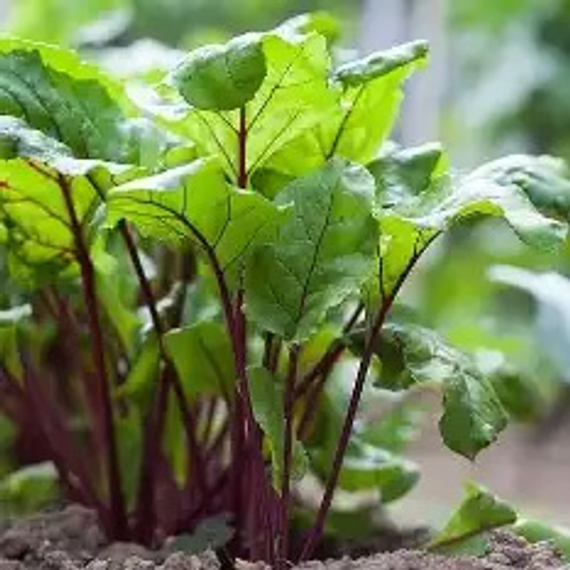 ВЕ10908_F1_семена_свеклы_Sakata_купить – фото 1