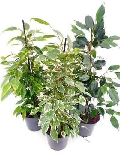 Фикус Бенджамин Микс