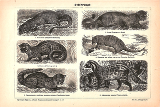 Литография «Виверровые»