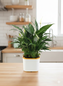 Спатифиллум Light Luxury Crown