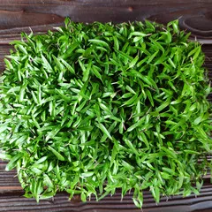 Дикая петрушка сверху Дикая петрушка сверху