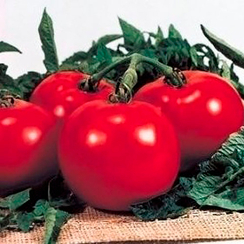 Президент F1 семена томата полудетерминантного (Seminis / Семинис)