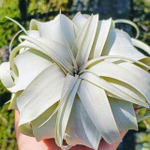 Тилландсия xerographica M