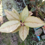 Аглаонема VICTORIA